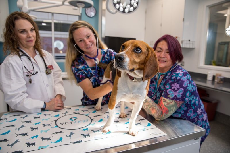 Three veterinary professionals examining a dog.