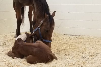 compromised-foal-reconnects-with-dam-spirit