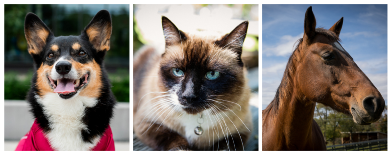 Photo collage of photos of a dog, cat, and horse.