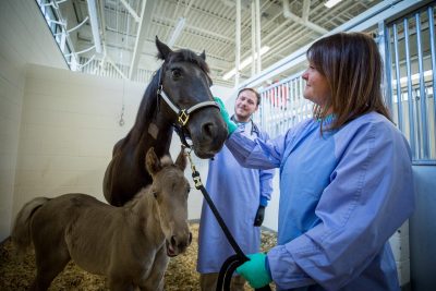 Faculty and a DVM fourth year student check a mare and foal in a barn at the veterinary teaching hospital.