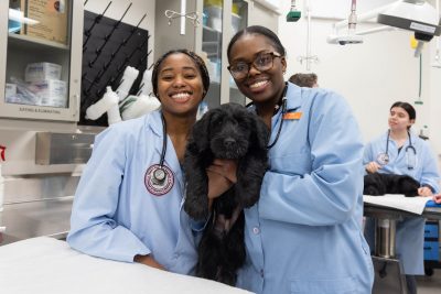 Students in the Theriogenology Club participating in Puppypalooza, an event where members provide vaccinations, microchips, and basic examinations for new litters of puppies.