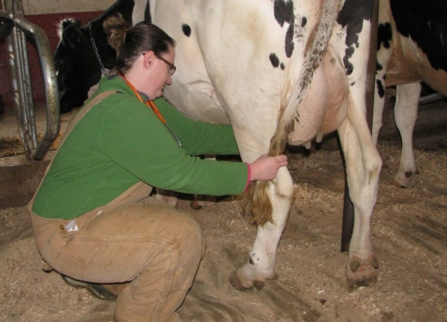 Michaela Fry (DVM '08) examines a cow