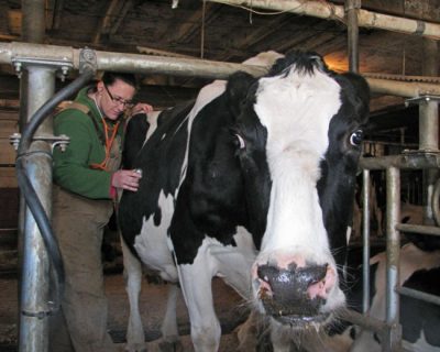 Michaela Fry (DVM '08) listens to digestive sounds in a dairy cow’s stomach.