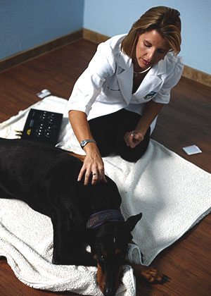Donna Williams (DVM '02) with dog