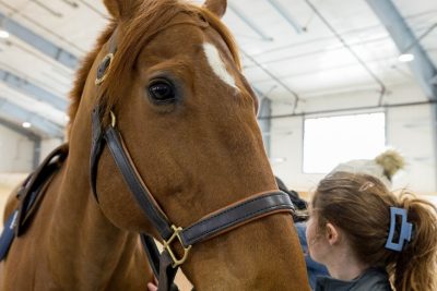 Close up of a brown horse in the new indoor arena at the Equine Medical Center in Leesburg, VA.