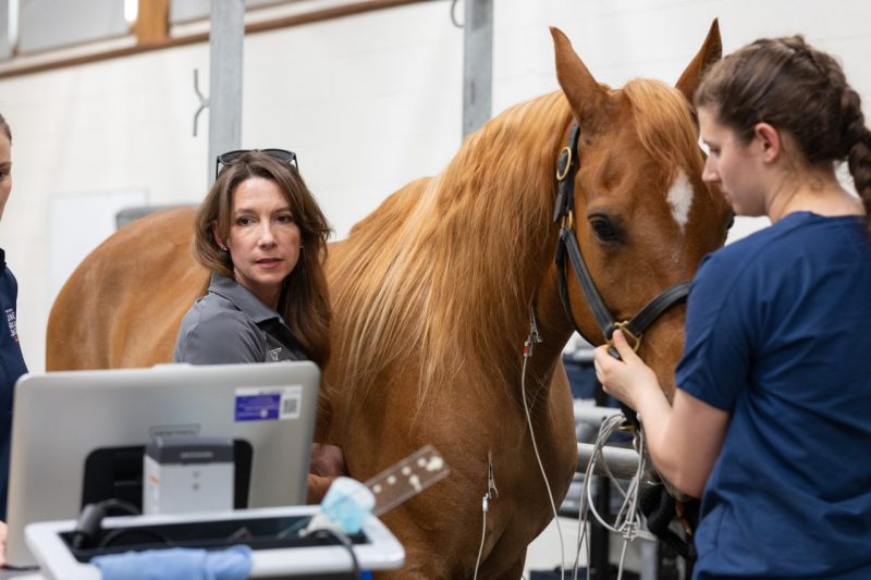 Charlie the Tennessee Walker came to the EMC after a heart condition affected his quality of life. The team at EMC used an Equine EKG to determine the severity of Charlie’s murmur as well as the Youngkin Equine Soundness Clinic in this cardiac exam.