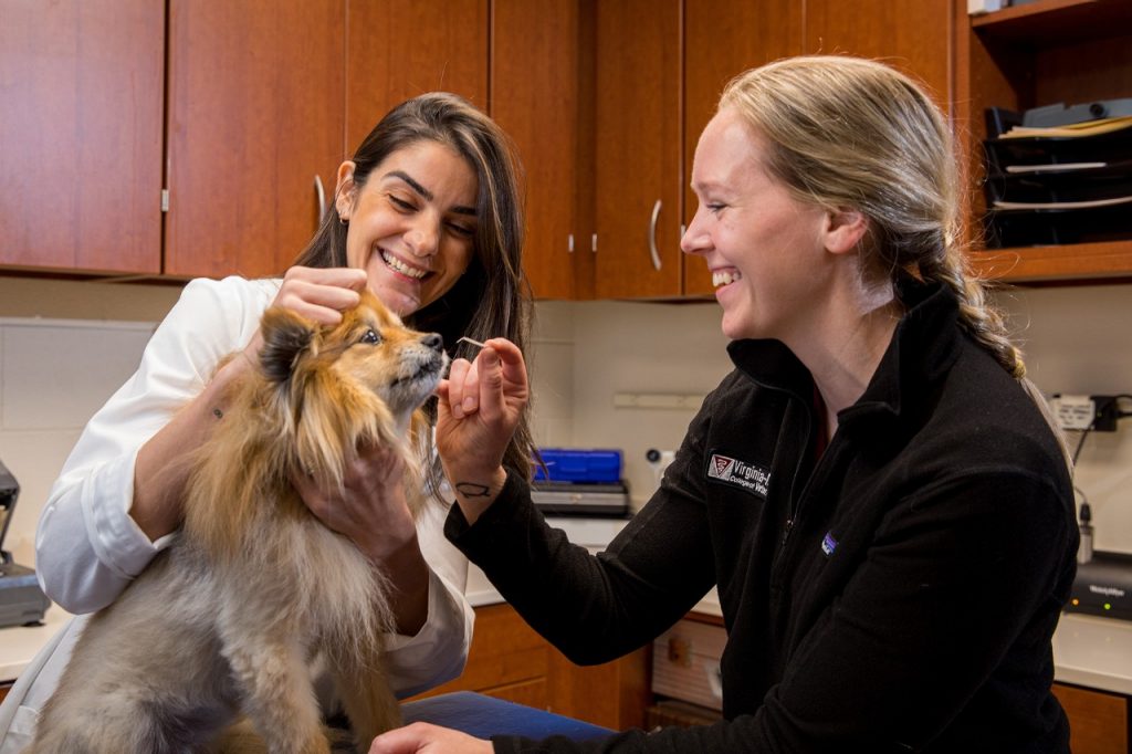 Home | Virginia-Maryland College of Veterinary Medicine | Virginia Tech