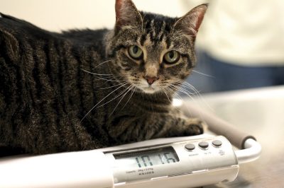 Fat Cat Clinical Research Study