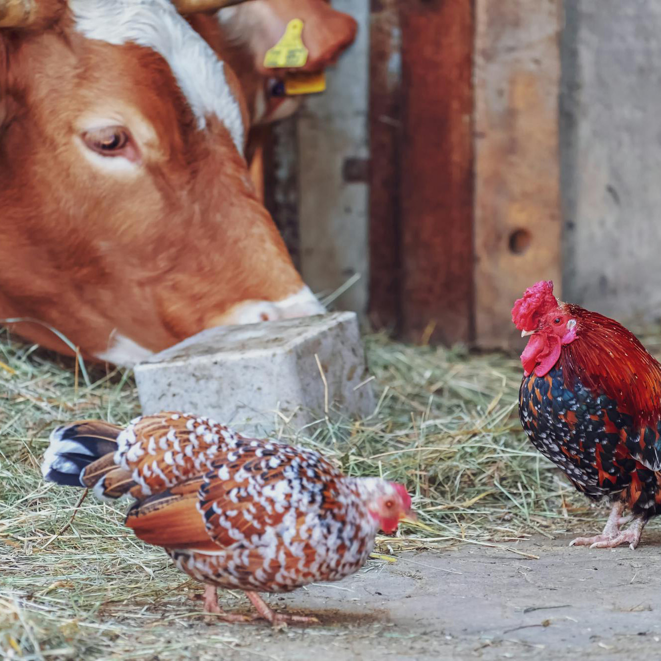 Cow and two chickens standing in hay. Photo by Ilo Frey on Pexels.