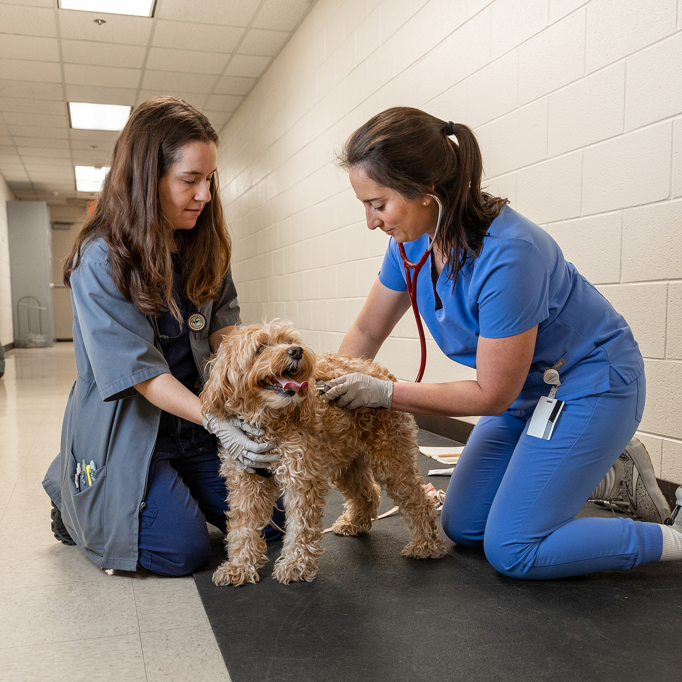 Two veterinary professionals examining a dog.