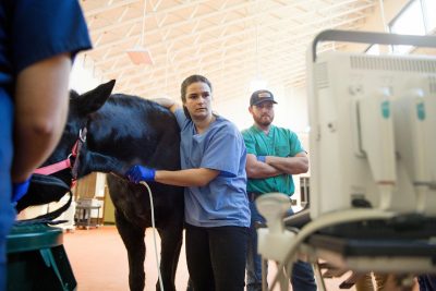 Sophie Boorman doing an ultrasound on a horse.