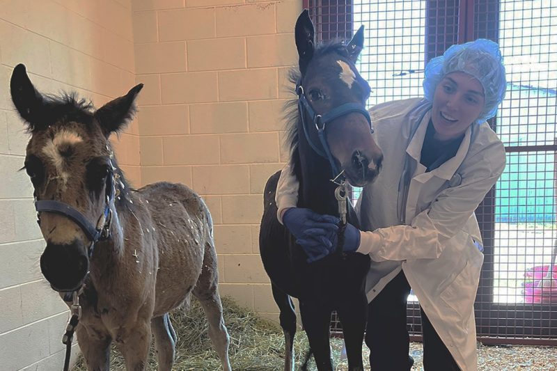 Veterinary professional with two foals.