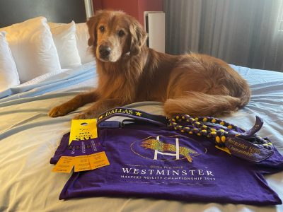 Dog laying on a hotel bed surrounded by ribbons and awards.