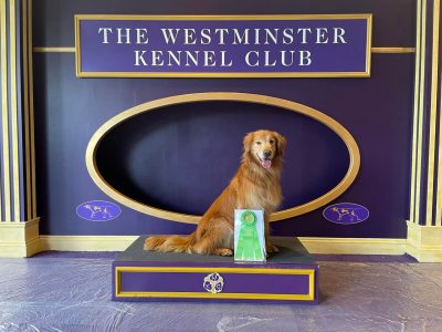 Dog posing on an award pedestal.