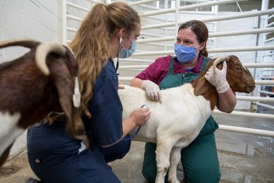 Jamie Stewart and student taking vital signs of a goat.