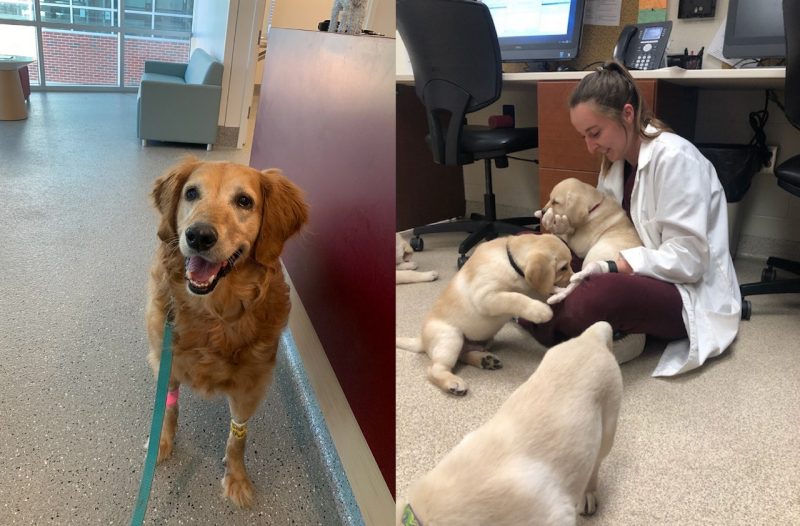 Photo of a golden retriever and a veterinary student with puppies.