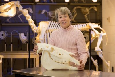 Bonnie Smith in the anatomy lab standing with an animal skull.