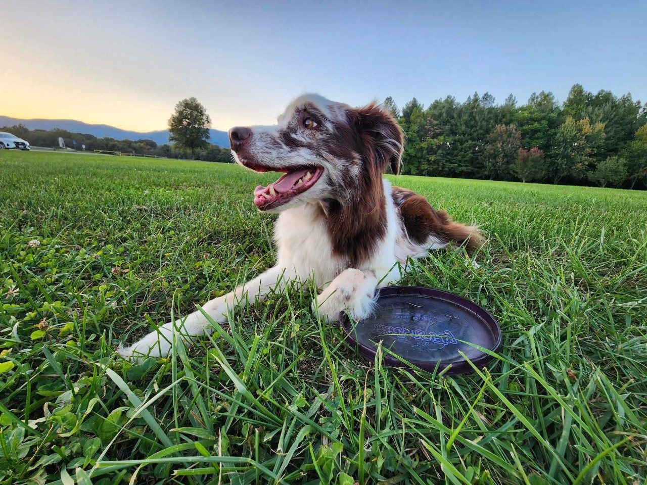 Dog laying in the grass with a frisbee.