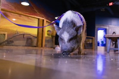 Mini pig walking around SeaQuest on a leash.