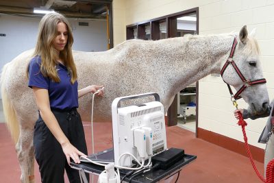 Veterinarian examining a horse in.