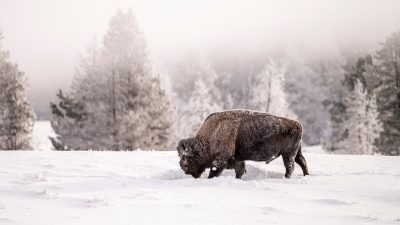 Bison walking through snow.