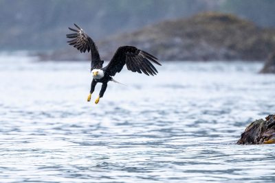 Bald Eagle flying over water.