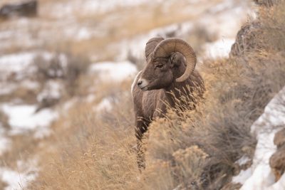 Bighorn sheep standing on a snowy, rocky cliff.