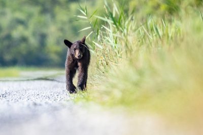 Small black bear running down a gravel road.