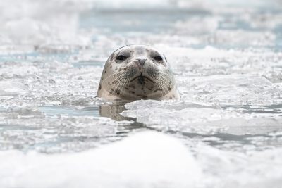 Harbor seal poking its head out of icy water.