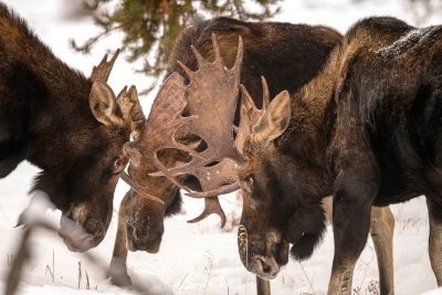 Group of moose standing in snow.