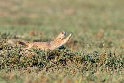 Prairie dog in a grassy field.