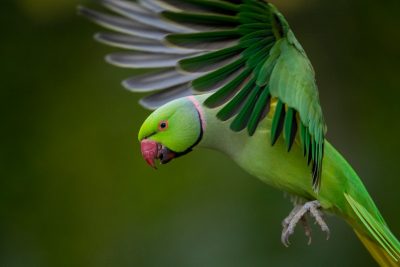 Parakeet in mid-flight.