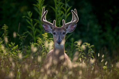 Deer standing in a field looking directly at the camera.