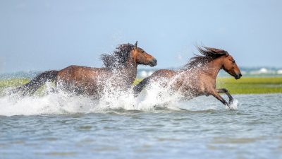 Two wild horses running in water.