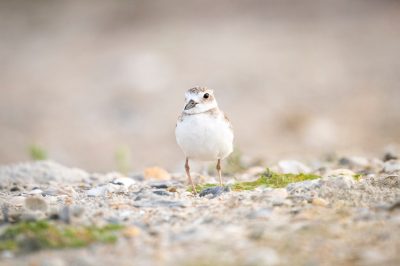 Small bird standing on sea shells.