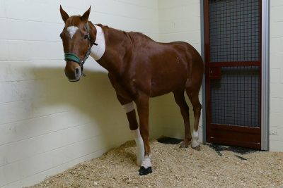 Brown horse after surgery in a stall.