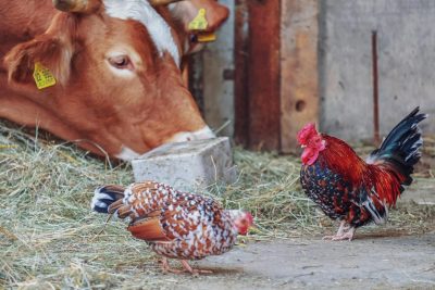 A cow and two chickens outside of a barn.