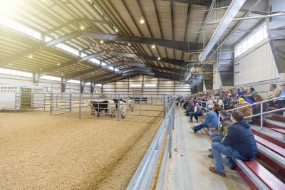 Large arena with cows and stands with people sitting in them.
