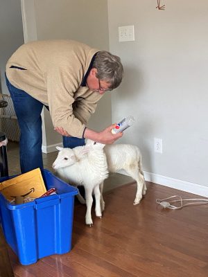 Dr. Kevin Pelzer feeding a baby lamb.