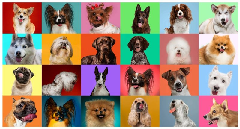 Creative collage of different breeds of dogs on colorful background.