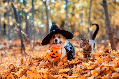 Cute corgi dog in fancy black hat and striped cat sitting in autumn park with pumpkin for Halloween.