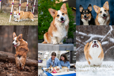 A collage of photos of Blaze, the Pembroke Welsh Corgi