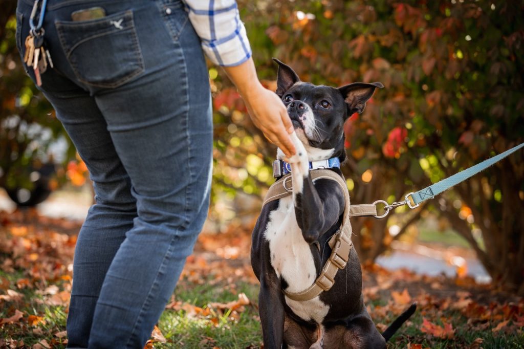 7 Ways to Show Appreciation for Your Dog Walker