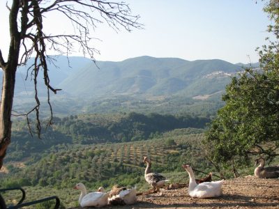 Geese with mountains in the background.