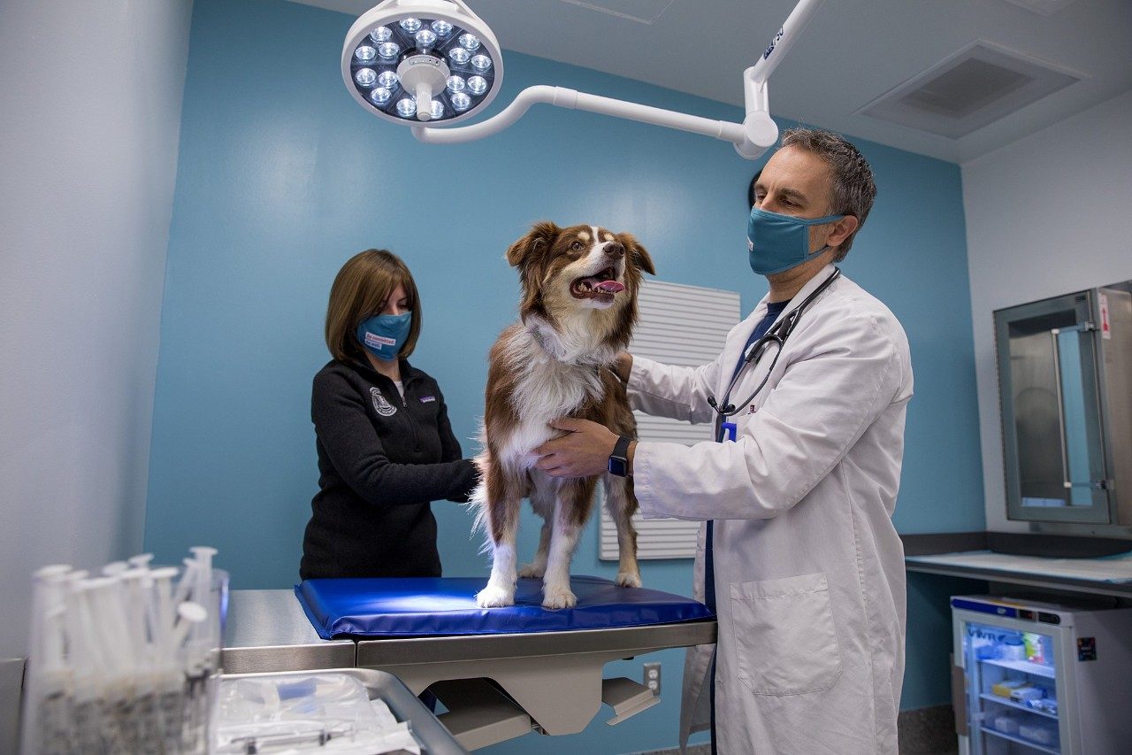 Nick Dervisis and technician examines a patient in the chemotherapy room.Located in Roanoke, Virginia, the Virginia Tech Animal Cancer Care and Research Center.
