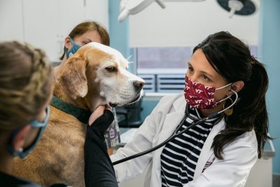 Brittany Ciepluch carries out an examination of a dog in a treatment room. Located in Roanoke, Virginia, at the Virginia Tech Animal Cancer Care and Research Center. 