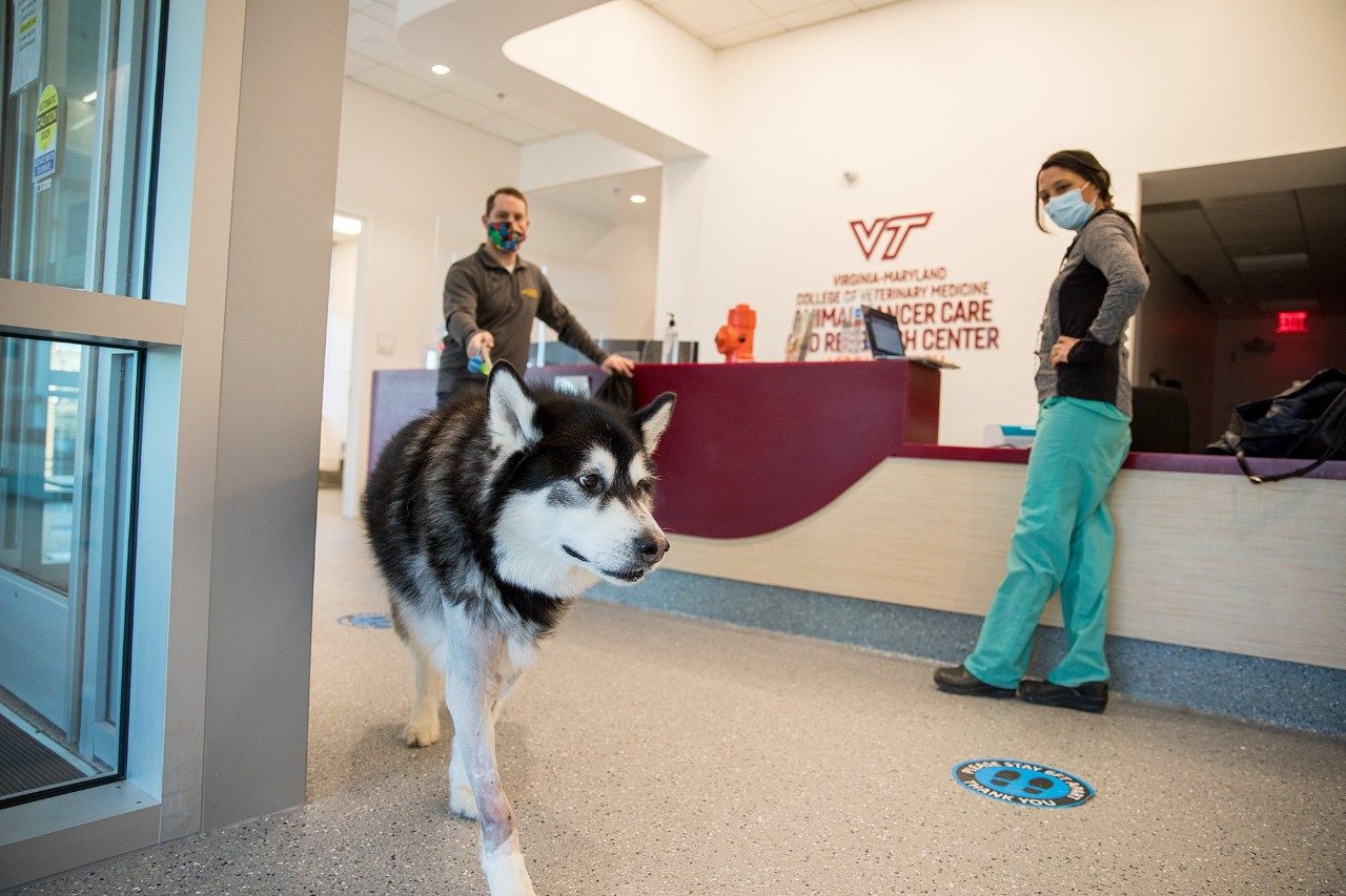 Jake Polverini with his Alaskan malamute, Balian, a patient at the Animal Cancer Care and Research Center in Roanoke, Virginia.
