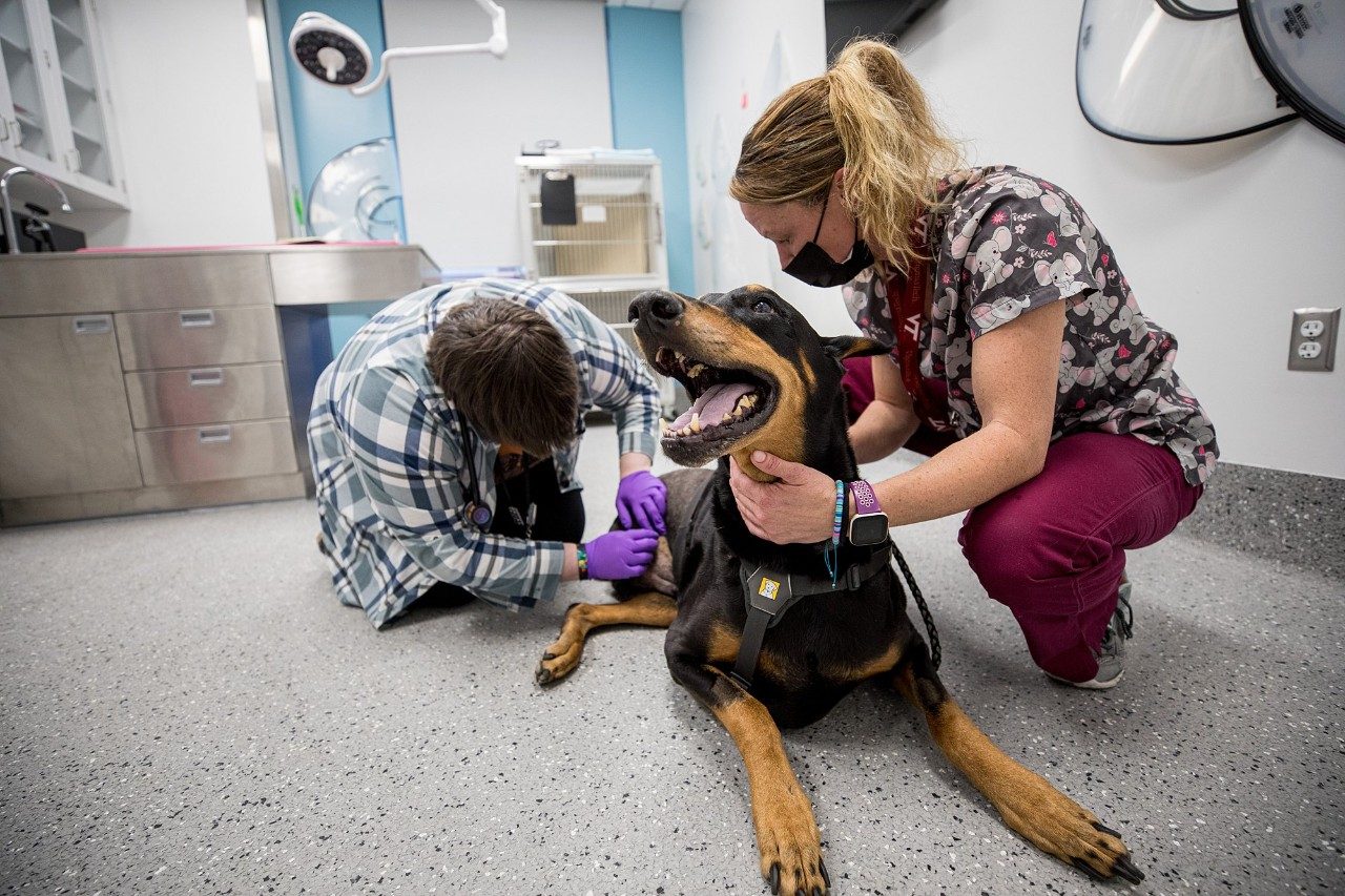 Hunter a Doberman comes into the Animal Cancer Care Center at Virginia Tech, (ACCRC) for a checkup after his surgery for cancer.