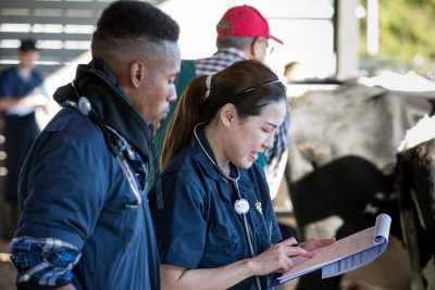 First year DVM students learn how to examine and palpate cows at the Animal Physiology and Reproduction Building at the Veterinary College.