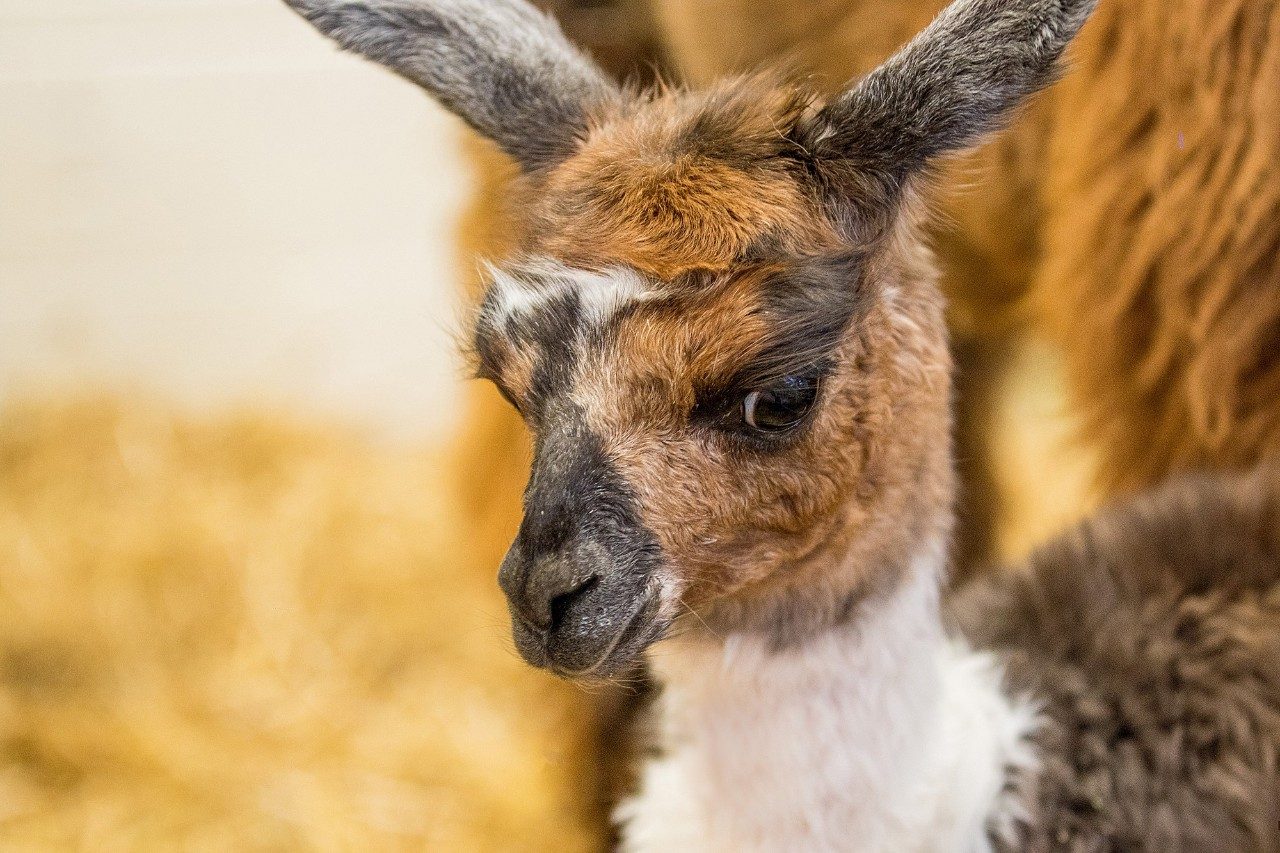 A baby llama, known as a cria stands beside their mother, known as a dam.
